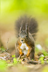 european squirrel