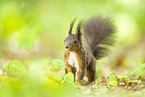 european squirrel