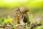 european squirrel