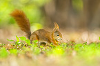 european squirrel