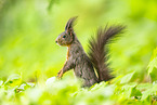 european squirrel