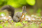 european squirrel