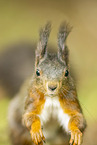 european squirrel