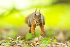 european squirrel