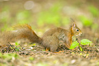 european squirrel