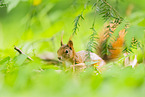 european squirrel