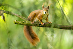 european squirrel