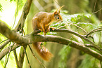 european squirrel