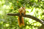 european squirrel