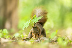 european squirrel