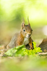 european squirrel