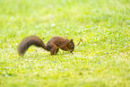 Red squirrel