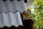 squirrel