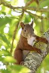 european squirrel