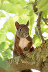 european squirrel
