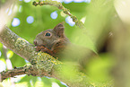 european squirrel