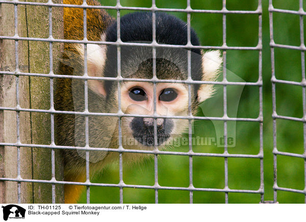 Bolivianischer Totenkopfaffe / Black-capped Squirrel Monkey / TH-01125