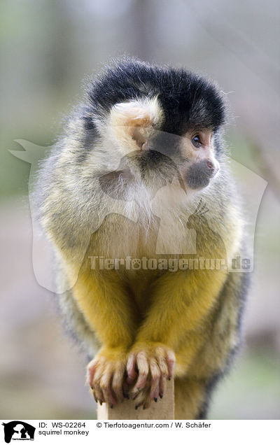 Totenkopfaffe / squirrel monkey / WS-02264