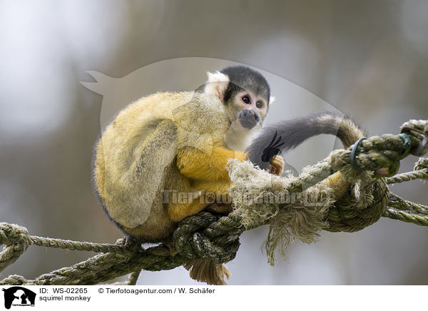 Totenkopfaffe / squirrel monkey / WS-02265