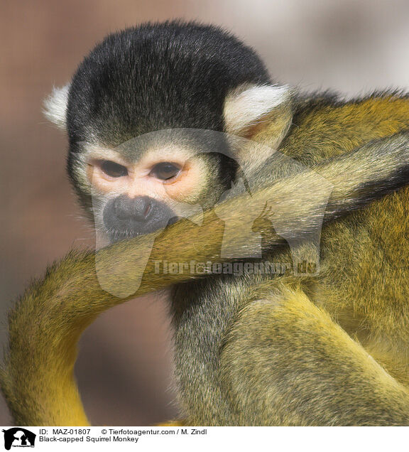 Bolivianischer Totenkopfaffe / Black-capped Squirrel Monkey / MAZ-01807