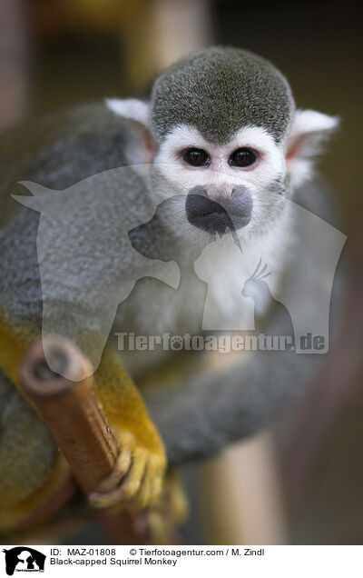 Bolivianischer Totenkopfaffe / Black-capped Squirrel Monkey / MAZ-01808
