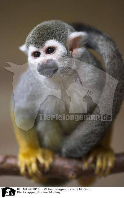 Bolivianischer Totenkopfaffe / Black-capped Squirrel Monkey / MAZ-01810