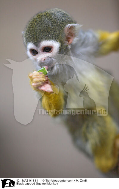 Bolivianischer Totenkopfaffe / Black-capped Squirrel Monkey / MAZ-01811