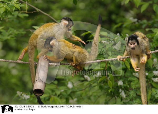 squirrel monkeys / DMS-02558