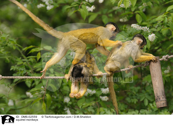 squirrel monkeys / DMS-02559