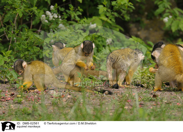 Totenkopfffchen / squirrel monkeys / DMS-02561