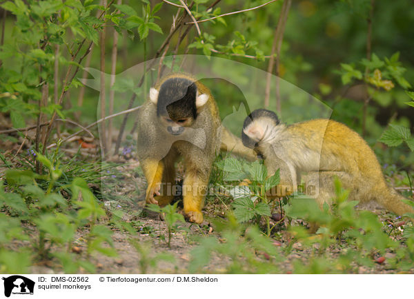 squirrel monkeys / DMS-02562