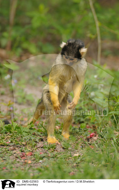 Totenkopfffchen / squirrel monkey / DMS-02563