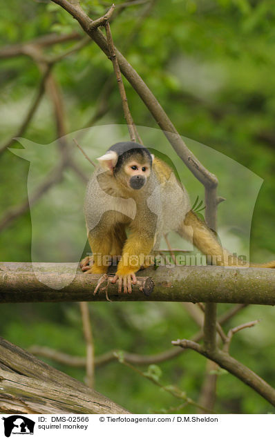 squirrel monkey / DMS-02566
