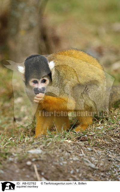 squirrel monkey / AB-02762