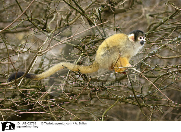 squirrel monkey / AB-02763