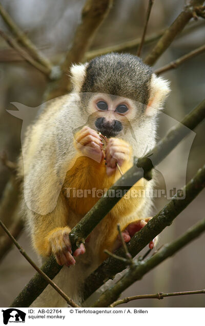Totenkopfffchen / squirrel monkey / AB-02764