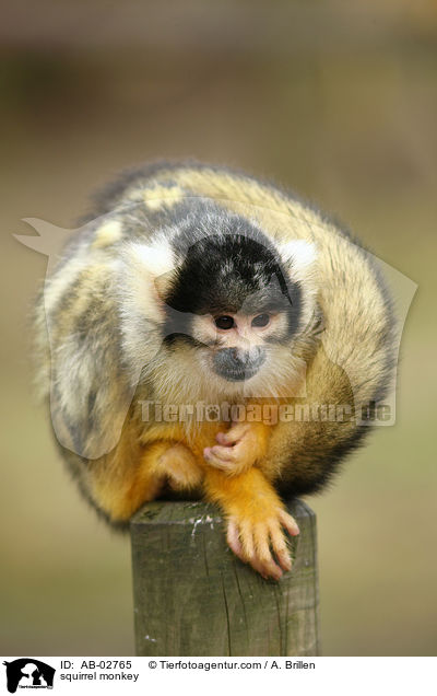 squirrel monkey / AB-02765