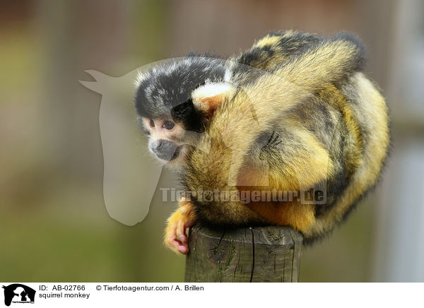 Totenkopfffchen / squirrel monkey / AB-02766