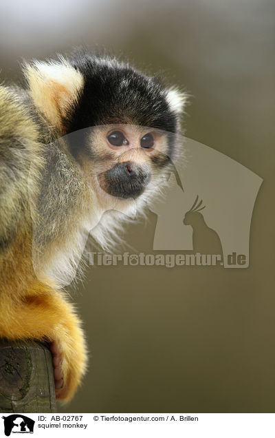 Totenkopfffchen / squirrel monkey / AB-02767