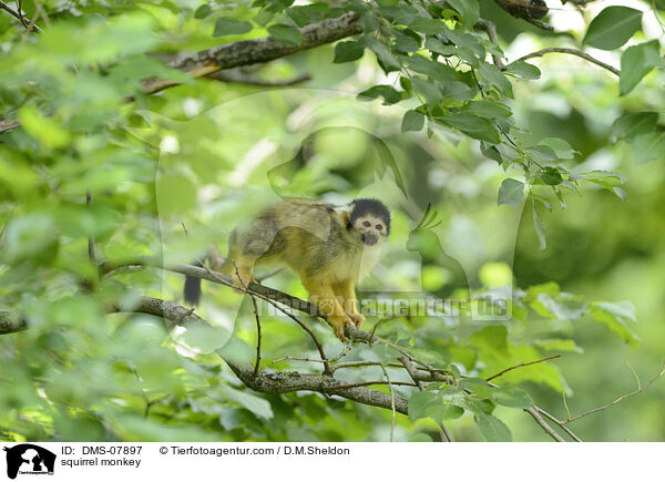 Totenkopfffchen / squirrel monkey / DMS-07897