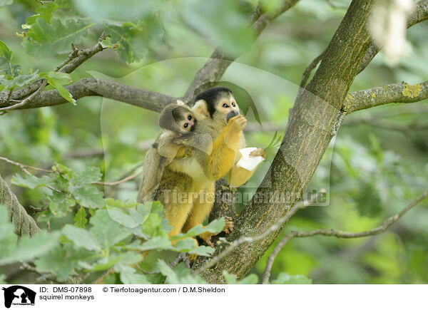 Totenkopfffchen / squirrel monkeys / DMS-07898
