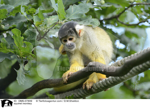 Totenkopfffchen / squirrel monkey / DMS-07899