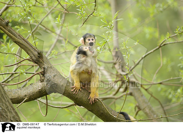 squirrel monkeys / DMS-08147