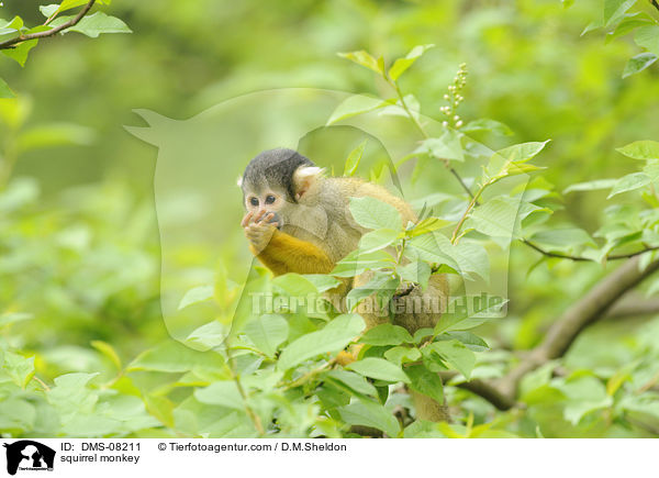 Totenkopfffchen / squirrel monkey / DMS-08211