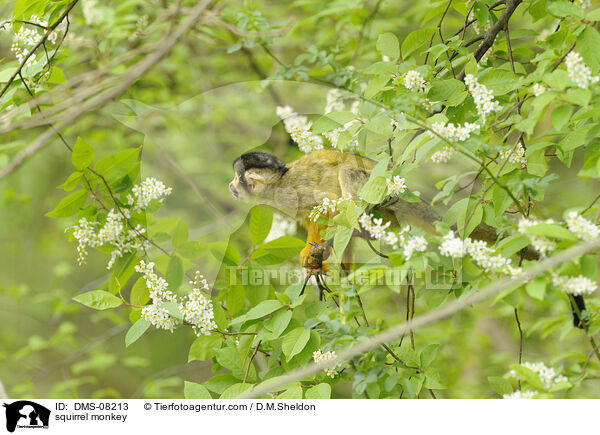 squirrel monkey / DMS-08213