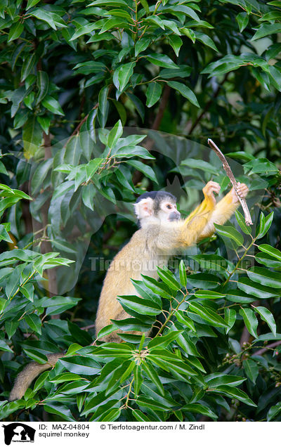 squirrel monkey / MAZ-04804