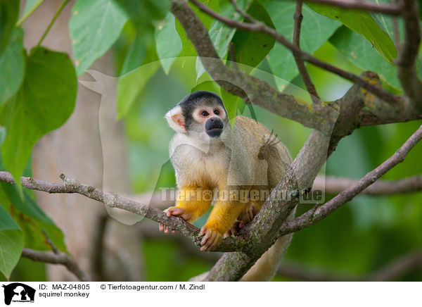 Totenkopfffchen / squirrel monkey / MAZ-04805