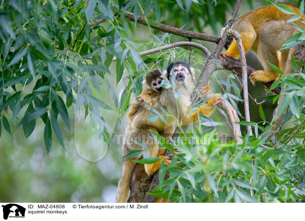 Totenkopfffchen / squirrel monkeys / MAZ-04808