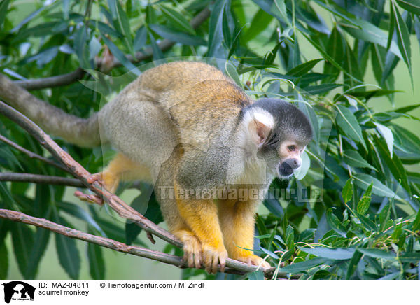 Totenkopfffchen / squirrel monkey / MAZ-04811
