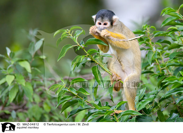 squirrel monkey / MAZ-04812